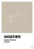 plakat: ingefær - creamy mushroom-Kemi-A1two3
