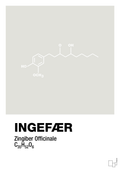 plakat: ingefær - painters white-Kemi-A1two3