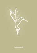 plakat: kolibri - back to nature-Tegning-A1two3