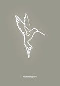 plakat: kolibri - battleship gray-Tegning-A1two3