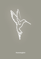 plakat: kolibri - battleship gray-Tegning-A1two3
