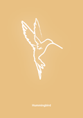 plakat: kolibri - charismatic-Tegning-A1two3