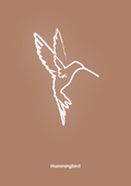 plakat: kolibri - cider spice-Tegning-A1two3