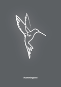 plakat: kolibri - graphic charcoal-Tegning-A1two3