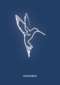 plakat: kolibri - lapis blue-Tegning-A1two3