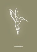 plakat: kolibri - misty forrest-Tegning-A1two3