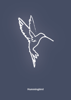 Kolibri - petrol-Tegning-A1two3