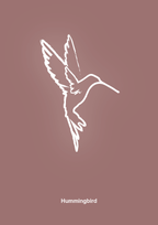 plakat: kolibri - plum-Tegning-A1two3