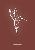 plakat: kolibri - red pepper-Tegning-A1two3