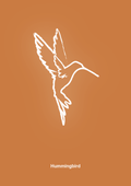 plakat: kolibri - rumba orange-Tegning-A1two3