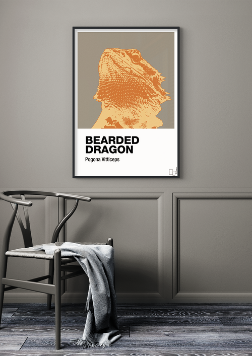 Bearded dragon - petrol-Dyr-A1two3