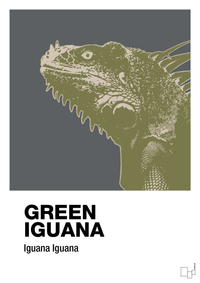 plakat: green iguana