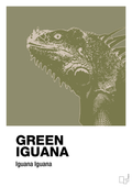 plakat: green iguana - misty forrest-Dyr-A1two3