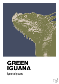 plakat: green iguana