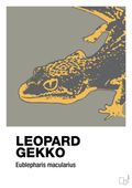 plakat: leopard gekko - battleship gray-Dyr-A1two3