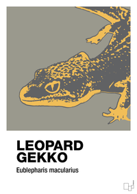 plakat: leopard gekko