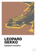 plakat: leopard gekko - cider spice-Dyr-A1two3