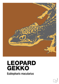 plakat: leopard gekko