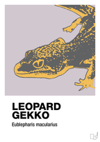 plakat: leopard gekko - dusty lilac-Dyr-A1two3