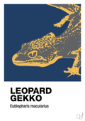 plakat: leopard gekko - lapis blue-Dyr-A1two3