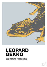 plakat: leopard gekko