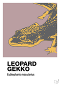 plakat: leopard gekko - light rose-Dyr-A1two3