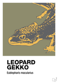 plakat: leopard gekko - misty forrest-Dyr-A1two3