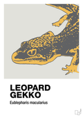plakat: leopard gekko - painters white-Dyr-A1two3