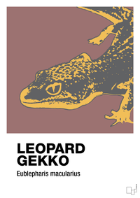 plakat: leopard gekko