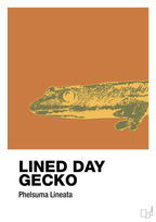 plakat: lined day gecko - rumba orange-Dyr-A1two3