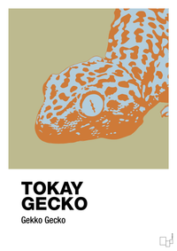 plakat: tokay gecko