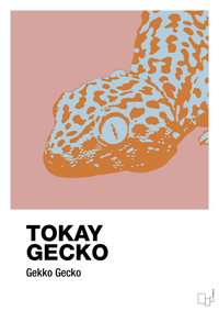 plakat: tokay gecko