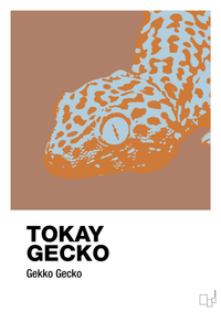 plakat: tokay gecko