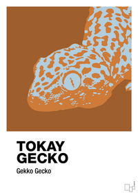 plakat: tokay gecko