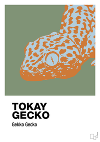 plakat: tokay gecko