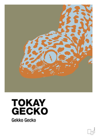 plakat: tokay gecko