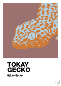 plakat: tokay gecko