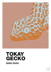 plakat: tokay gecko