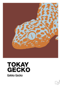 plakat: tokay gecko