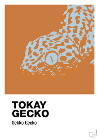 plakat: tokay gecko