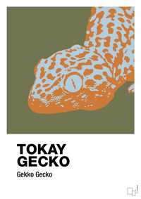 plakat: tokay gecko