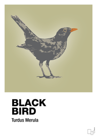 plakat: black bird