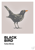 plakat: black bird - broken beige-Dyr-A1two3