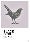 plakat: black bird - dusty lilac-Dyr-A1two3