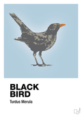 plakat: black bird - heavenly blue-Dyr-A1two3