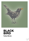 plakat: black bird - jade-Dyr-A1two3