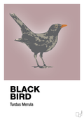 plakat: black bird - light rose-Dyr-A1two3