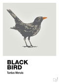 plakat: black bird - painters white-Dyr-A1two3