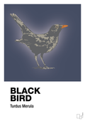 Black bird - petrol-Dyr-A1two3