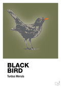plakat: black bird - secret meadow-Dyr-A1two3